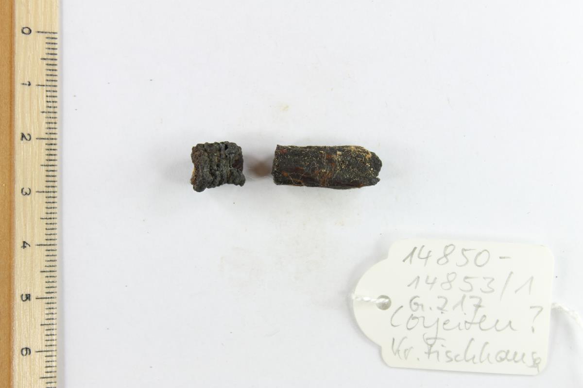 Fibelfragment