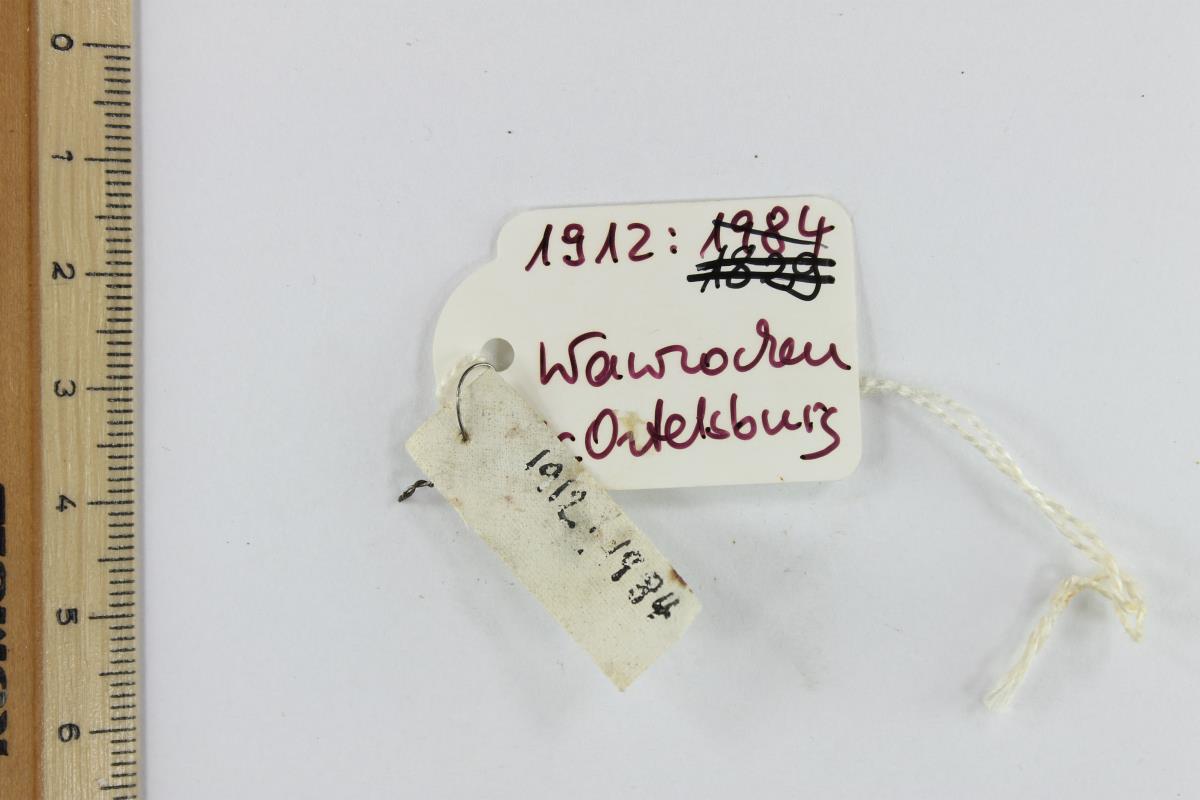 Edikett "Perlenschnur"