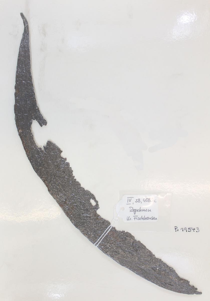 Sichel