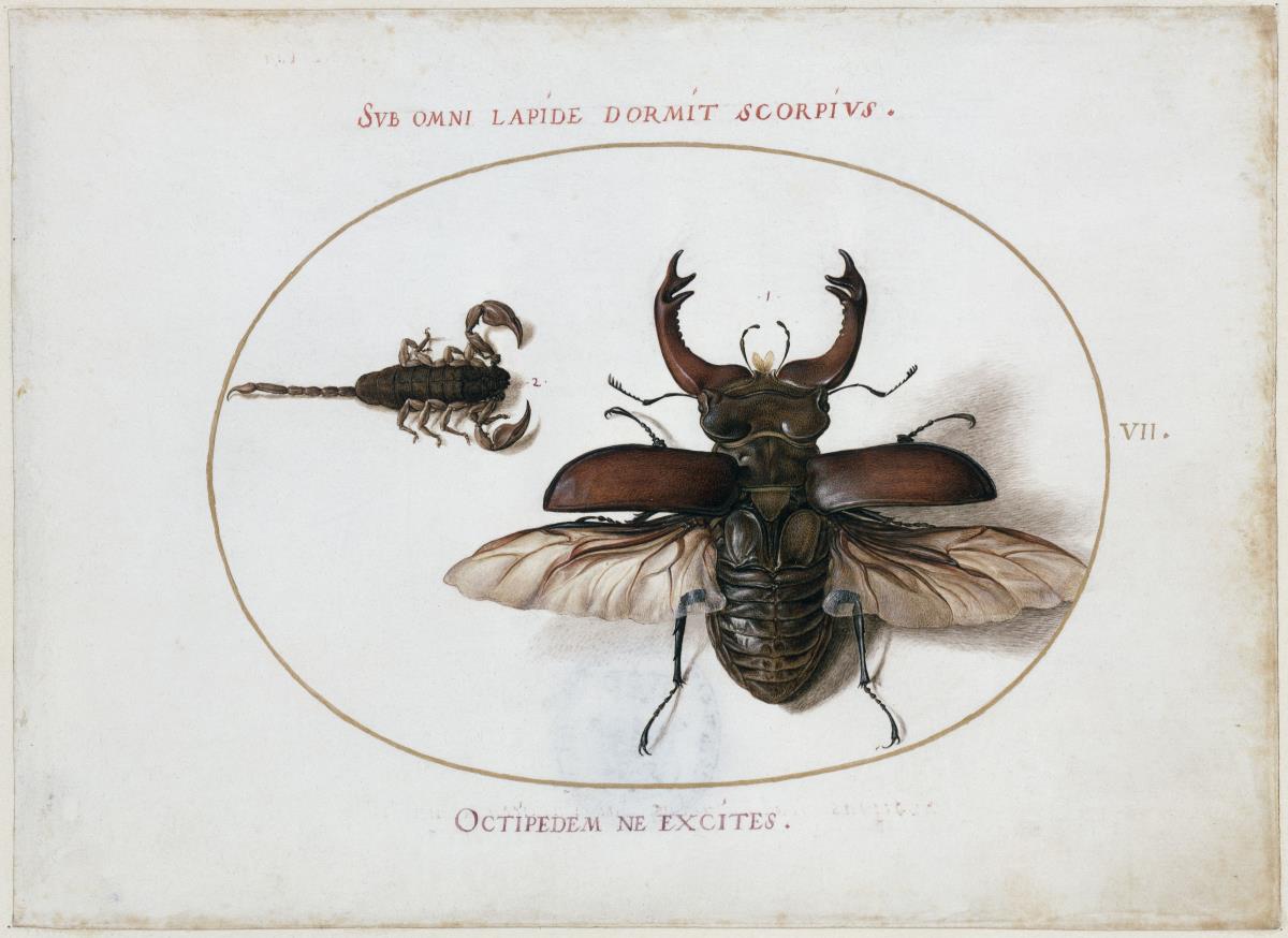 Hirschkäfer und Skorpion, Blatt VII  (gestochene Folge I, 6 und IV, 4)