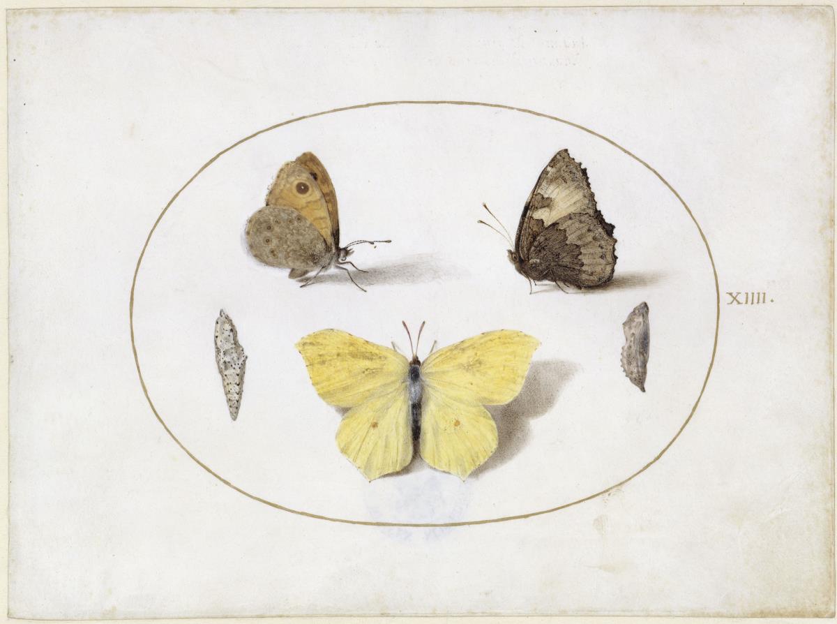 Schmetterlinge, Blatt XIIII