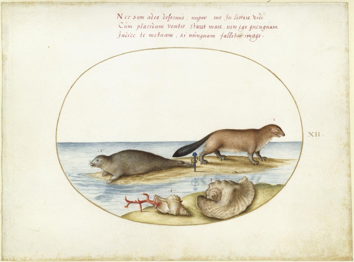 Biber und Seehund, Blatt XII