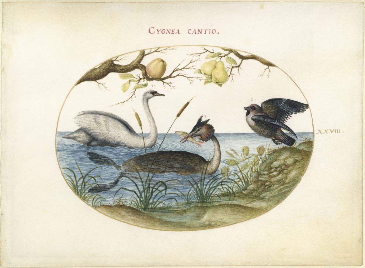 Schwan u. a. Wasservögel, Blatt XXVIII