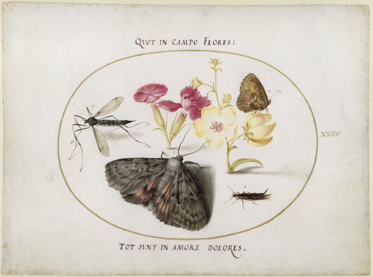 Schmetterlinge u. a. Insekten bei einer Nelke, Blatt XXXV (gestochene Folge I, 5 und II 5)