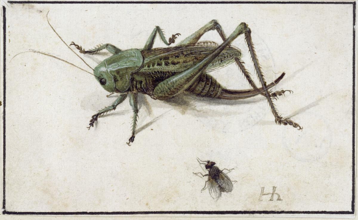 Eine Heuschrecke, darunter eine Fliege