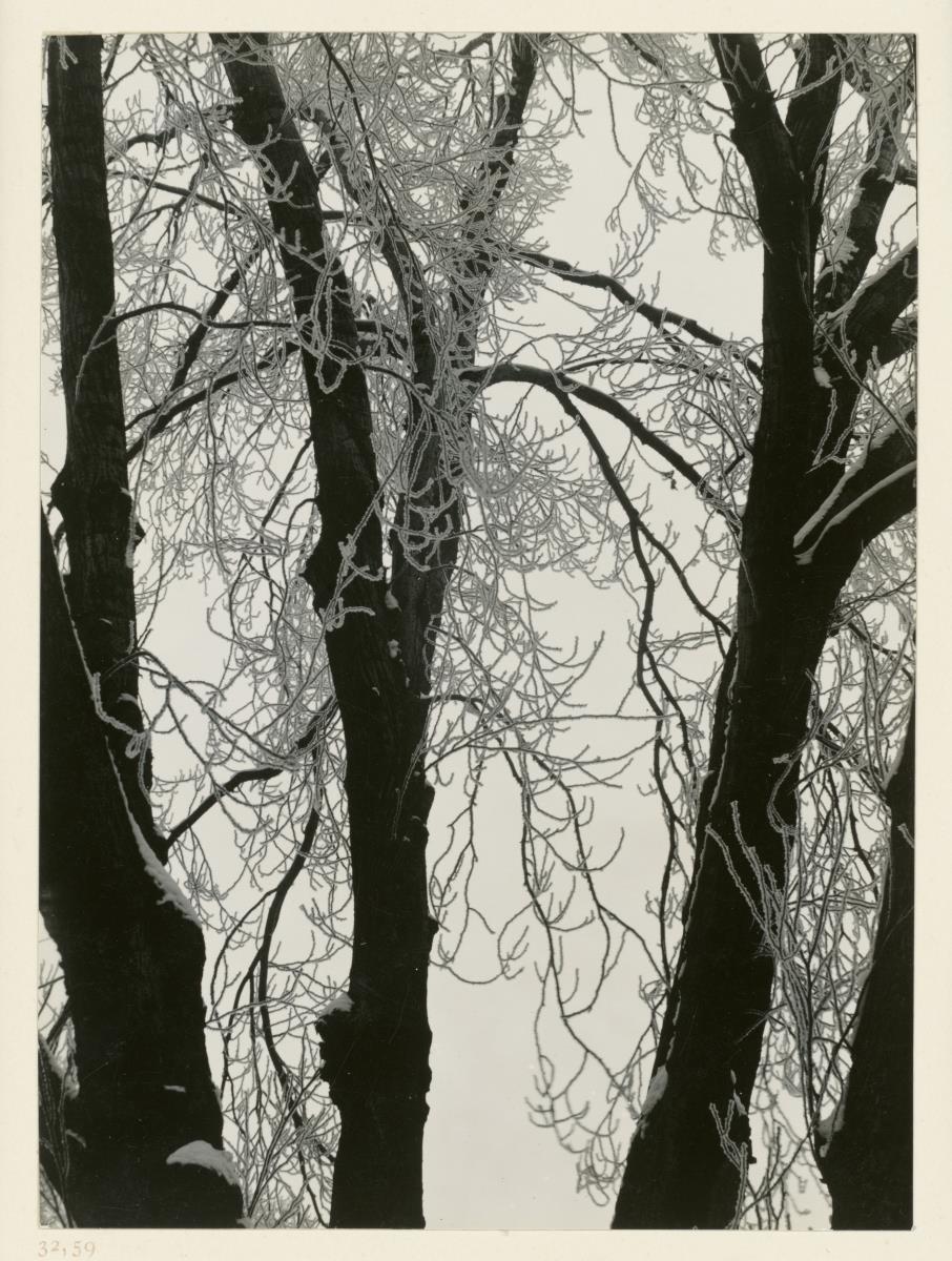 Silberpappel im Winter