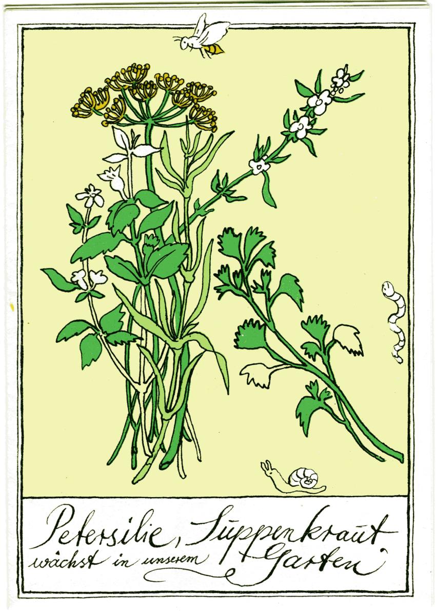 Petersilie, Suppenkraut wächst in unserem Garten.