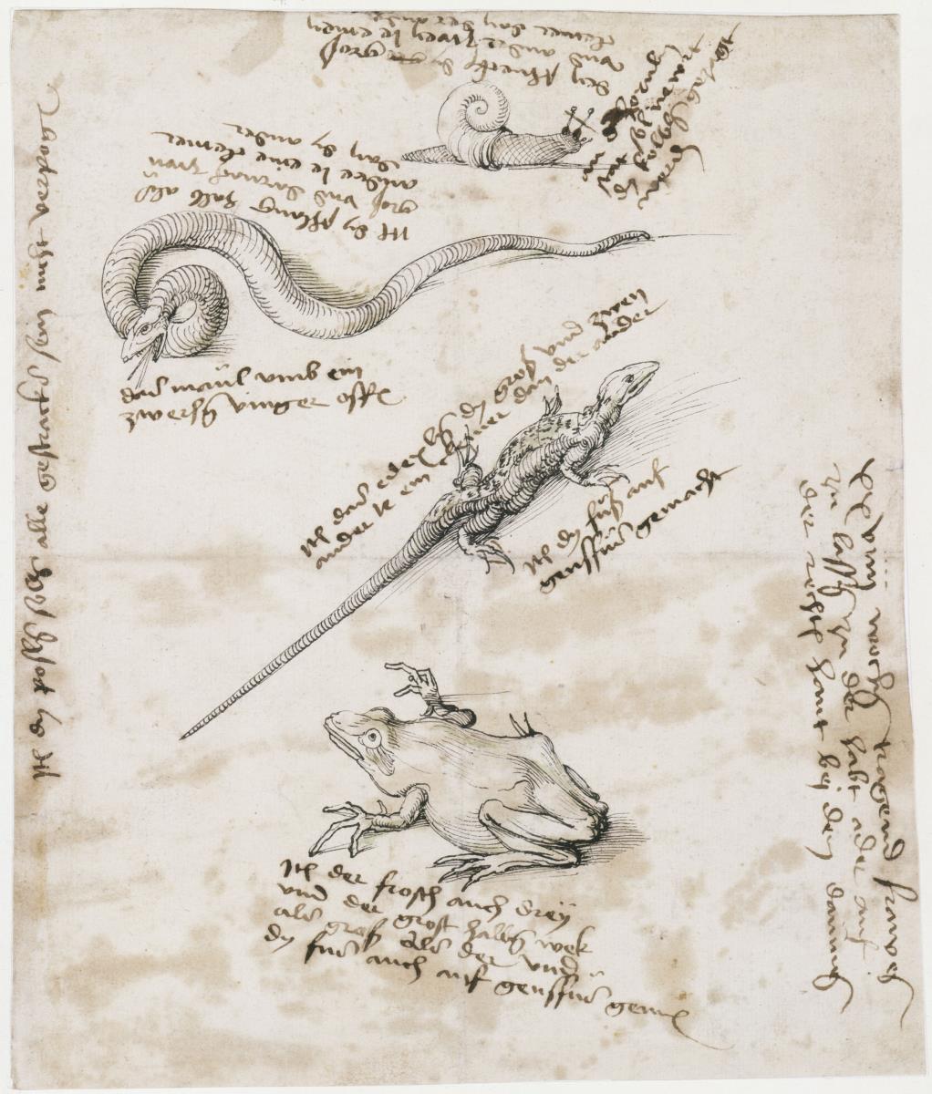 Studienblatt mit einer Schnecke, einer Schlange, einer Eidechse und einem Frosch mit handschriftlichen Bemerkungen*)