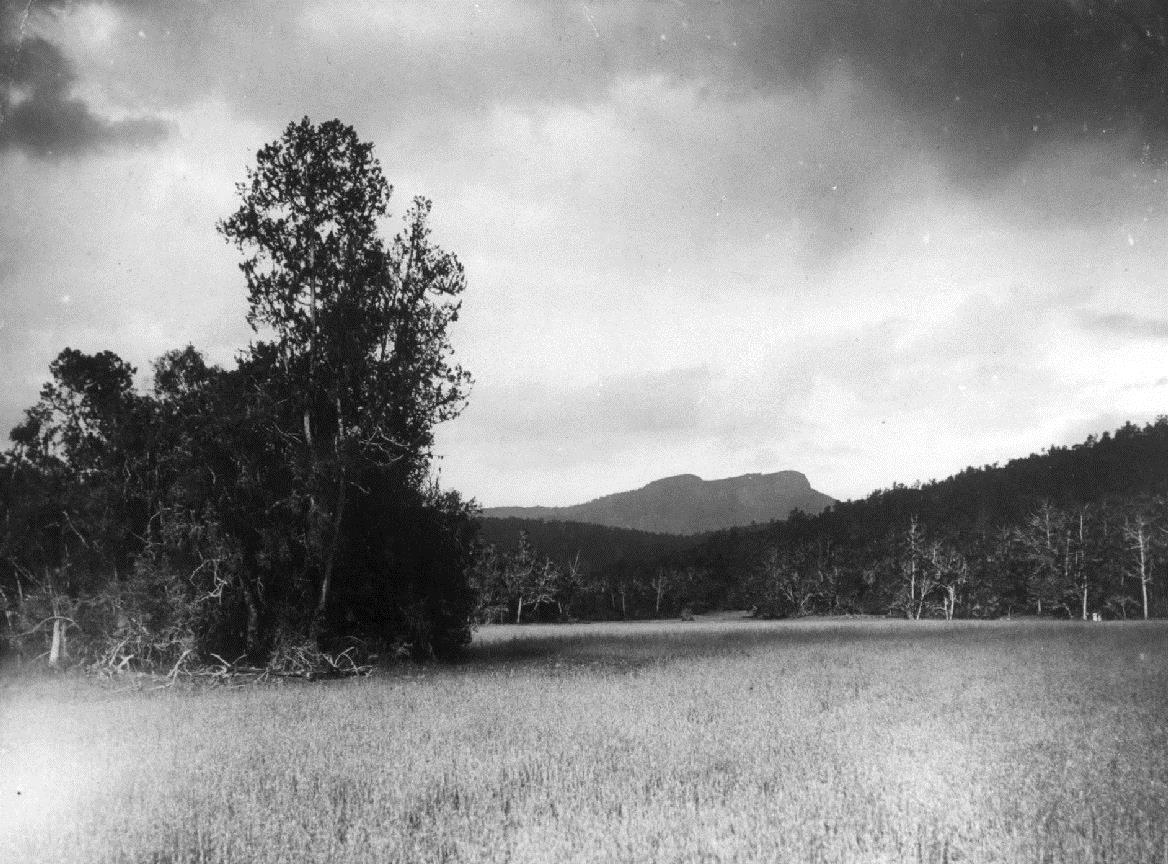 Waldwiese im Hochland