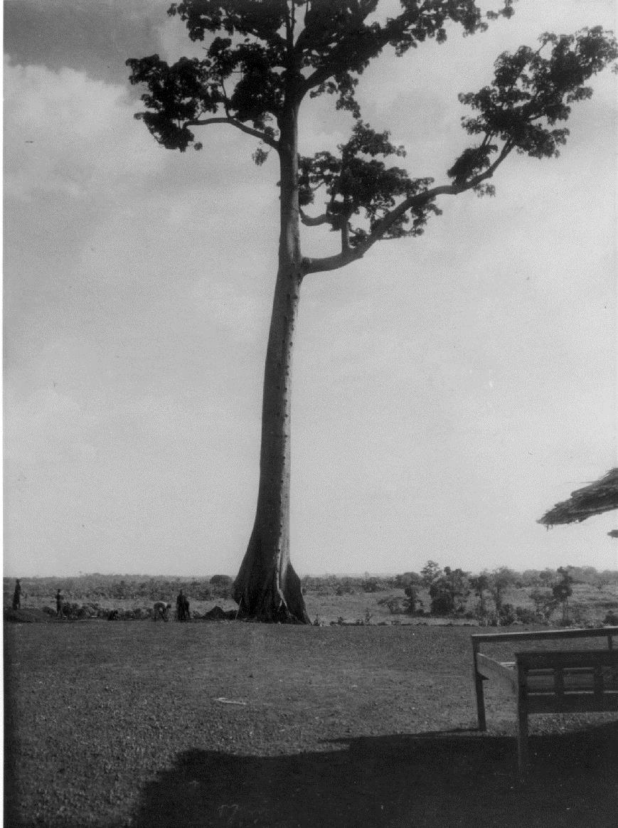 Kapokbaum bei Jaunde