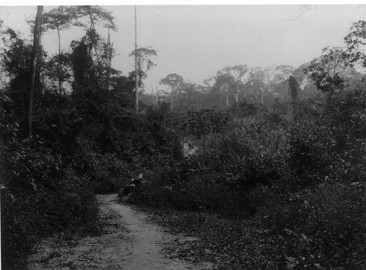 Ang.: Urwald Süd-Kamerun (vor 1914)
