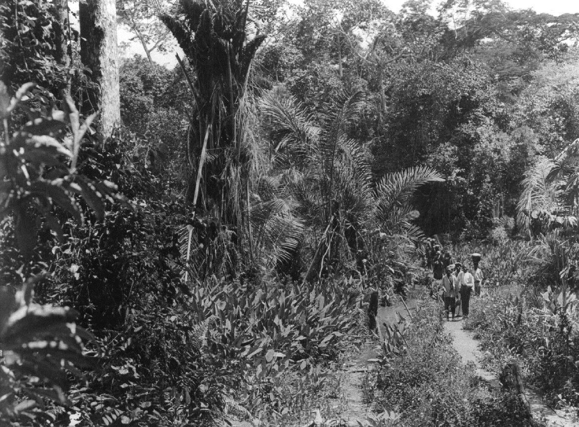 Ang.: Urwald Süd-Kamerun