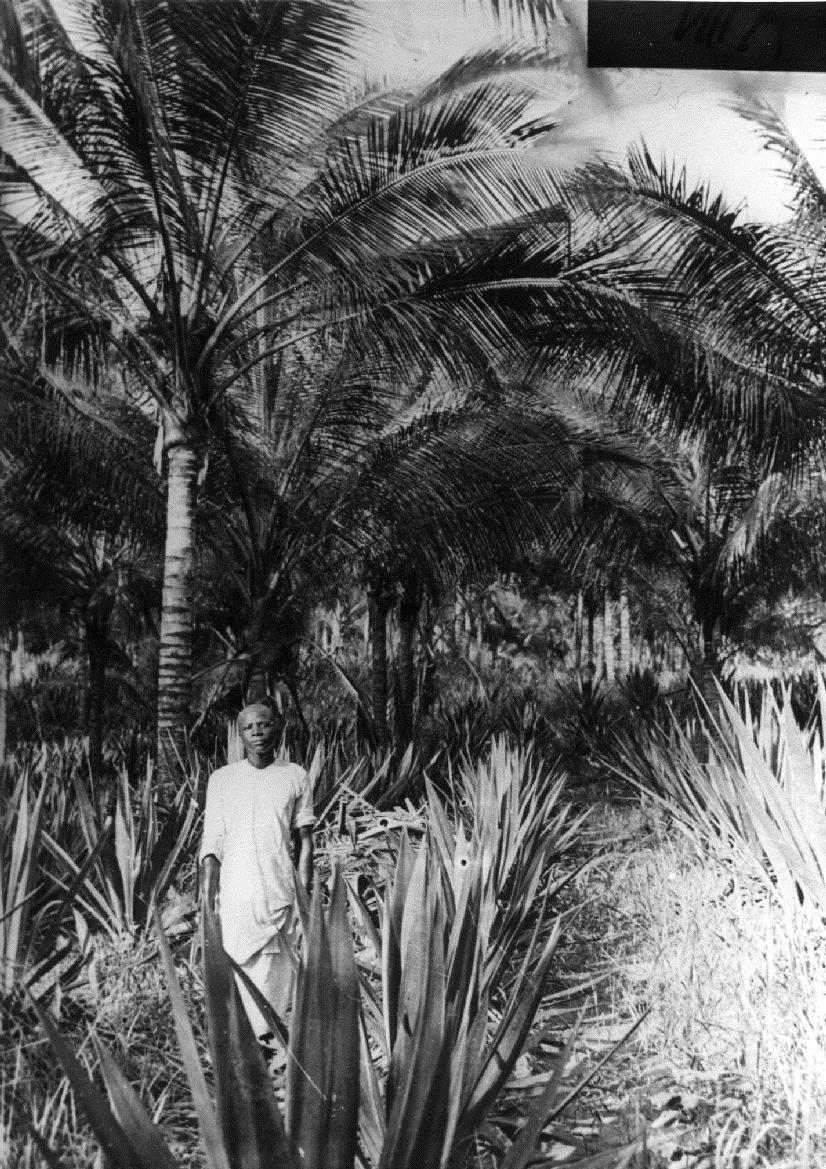 Kiomoni, Sisal unter Kokospalmen.