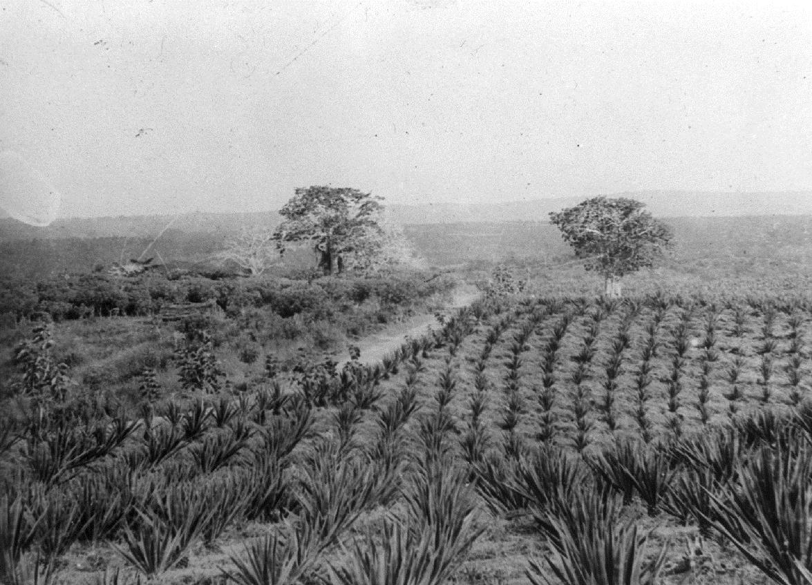 Sisalplantage