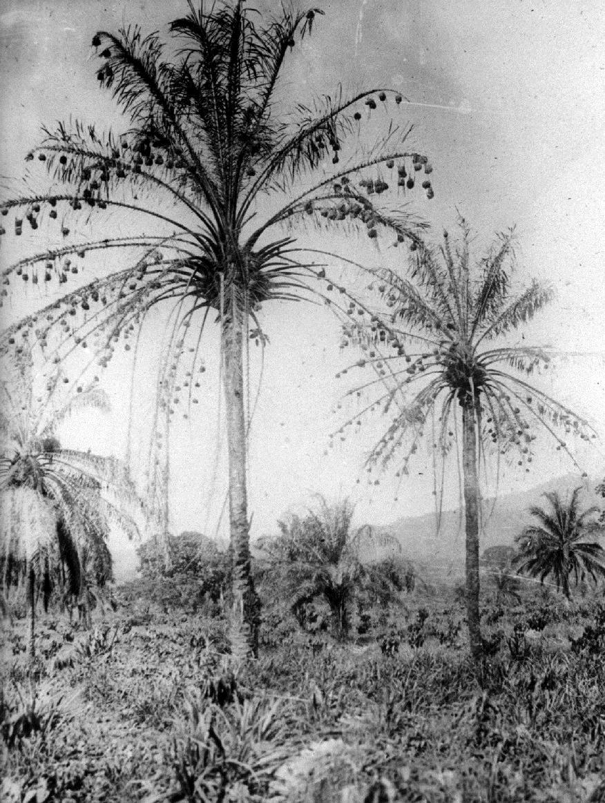 Kokospalmen mit Webervögelnestern