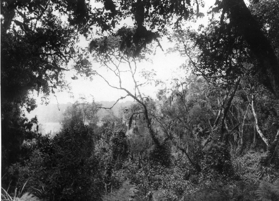 Urwald mit Durchblick auf eine Waldwiese. Ost 1302. Kilimandscharo
