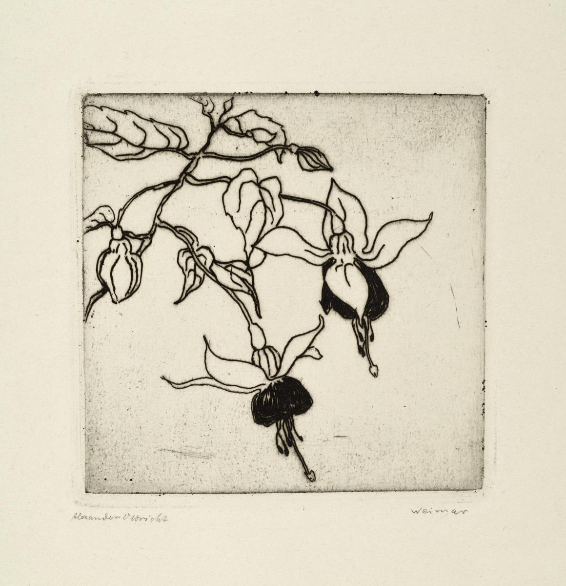 Fuchsien