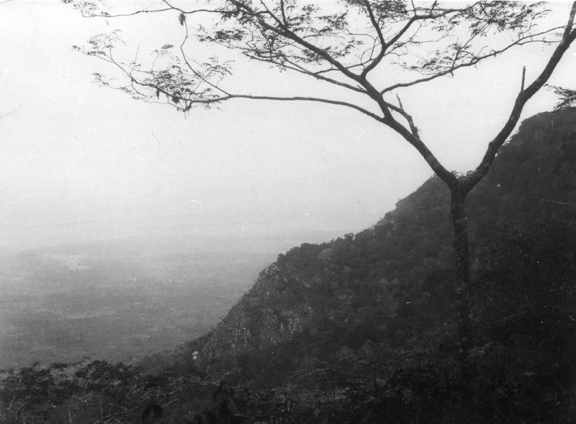 Vegetation