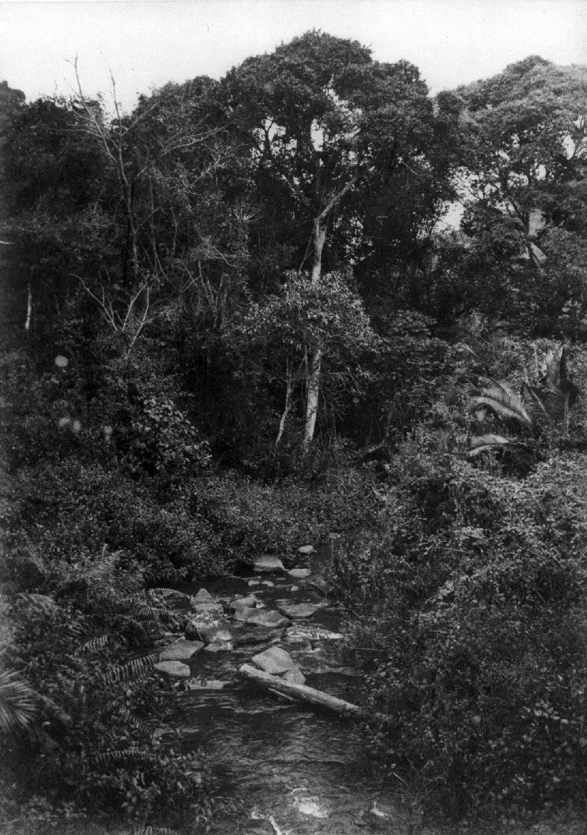 Vegetation