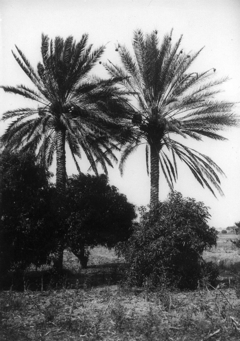 Palmen