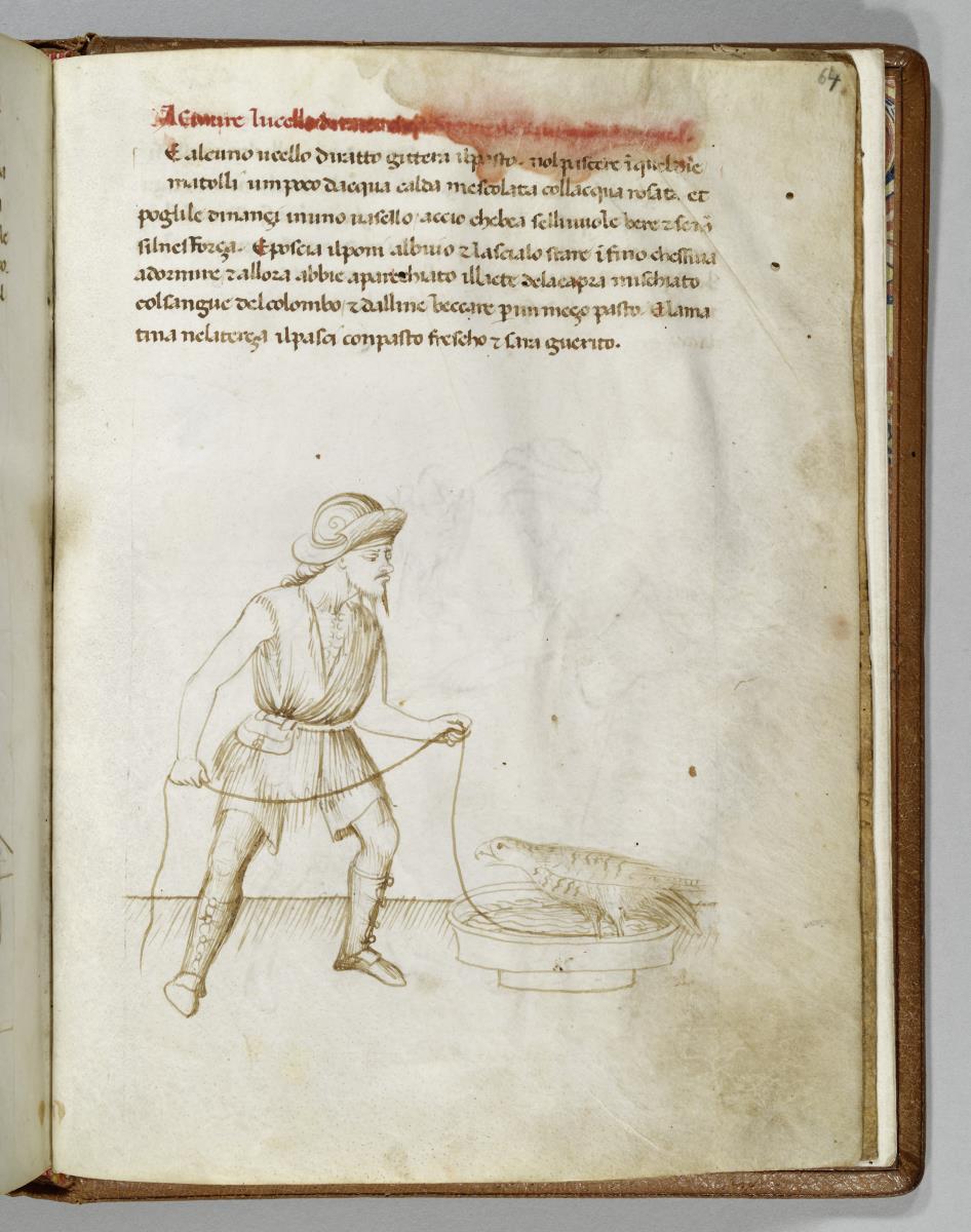 Traktat des Dottore Danchi. De arte venandi cum avibus. Ein Knecht hält einen an einem Badebecken sitzenden Falken an der Leine