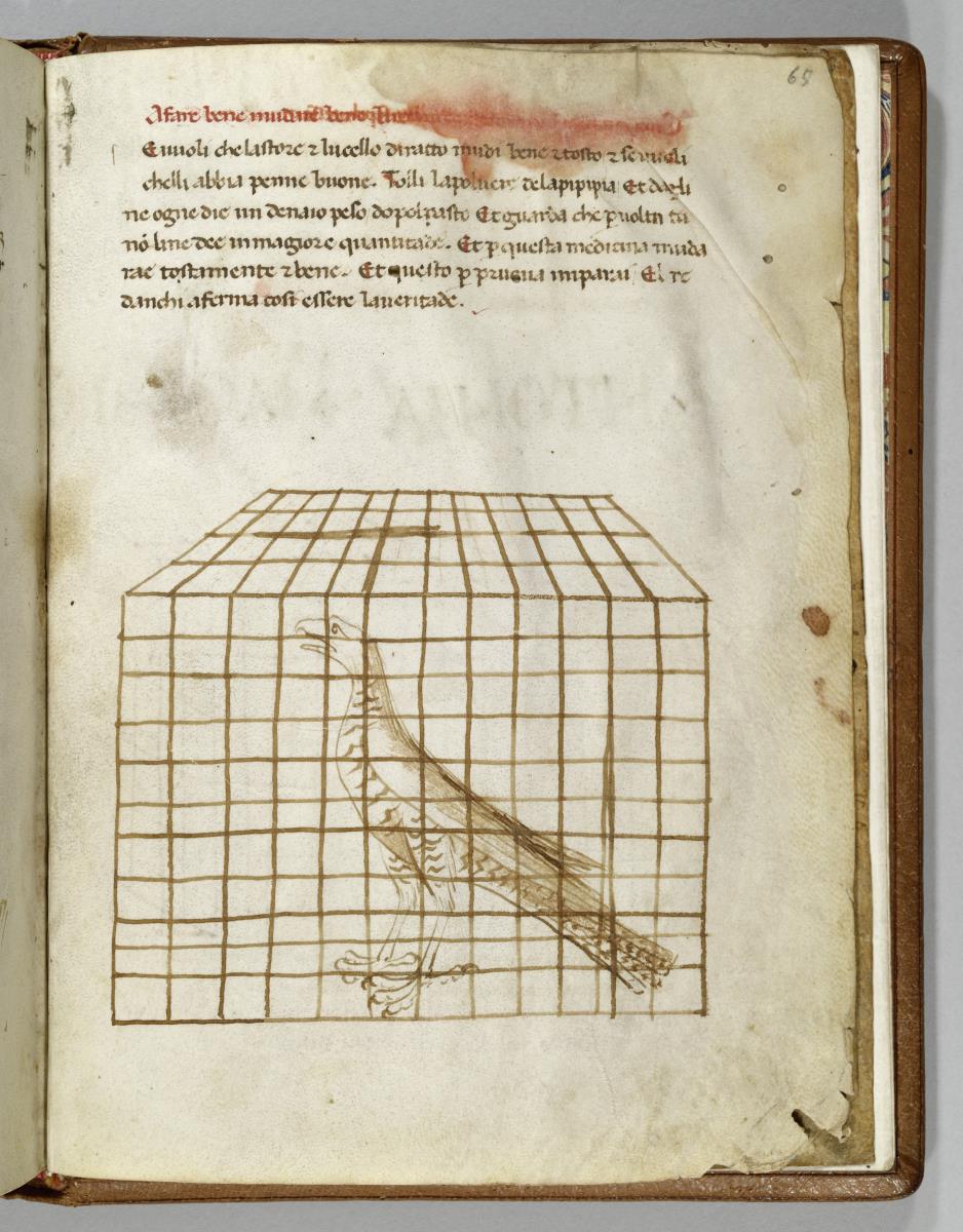 Traktat des Dottore Danchi. De arte venandi cum avibus. Falke in einem Käfig