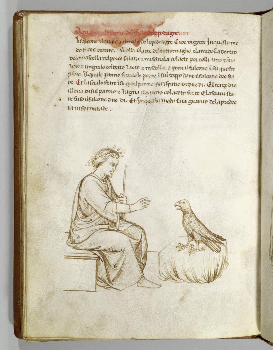 Traktat des Dottore Danchi. De arte venandi cum avibus. sitzender Jüngling mit Stab in der Hand, die Rechte zum vor ihm sitzenden Falken ausgestreckt