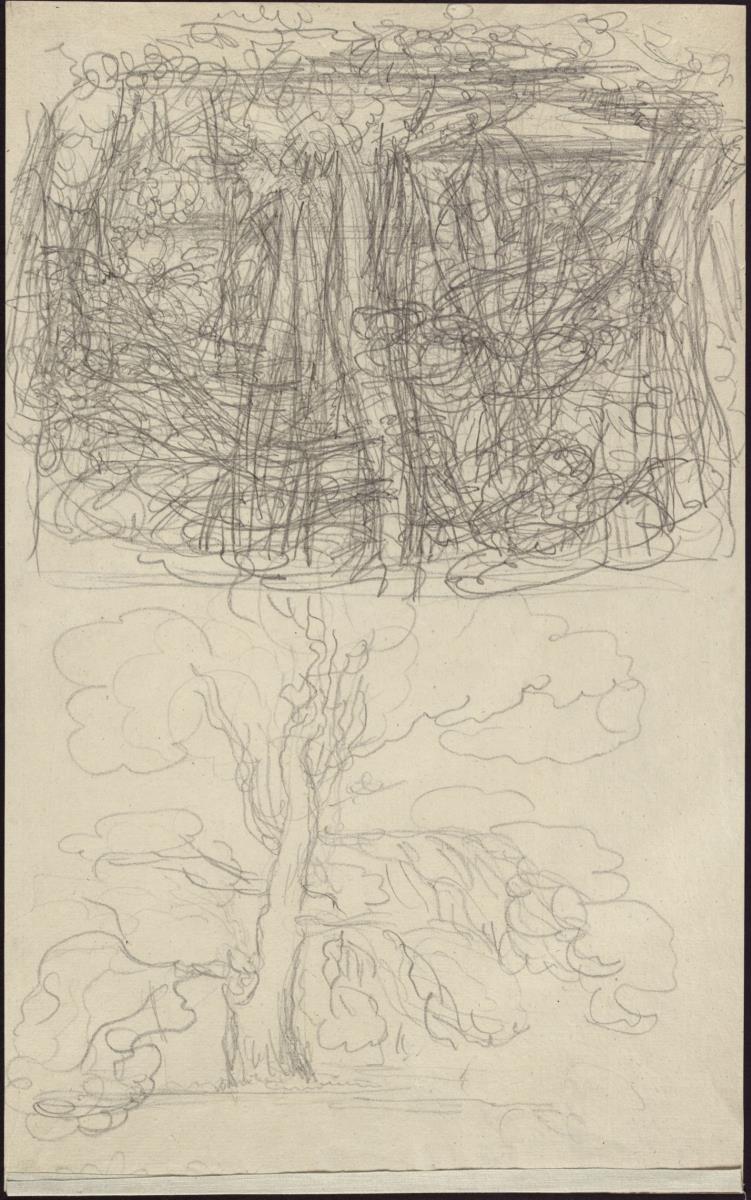 Studien zu einer Waldlandschaft und zu einem Baum