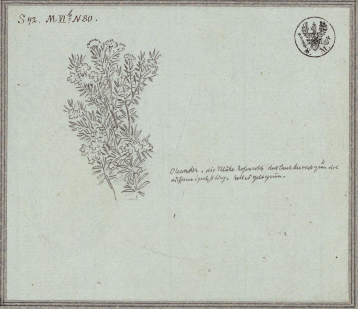 Oleanderzweig