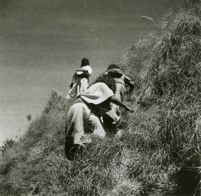 Arhuacofrauen schneiden Gras zum dachdecken
