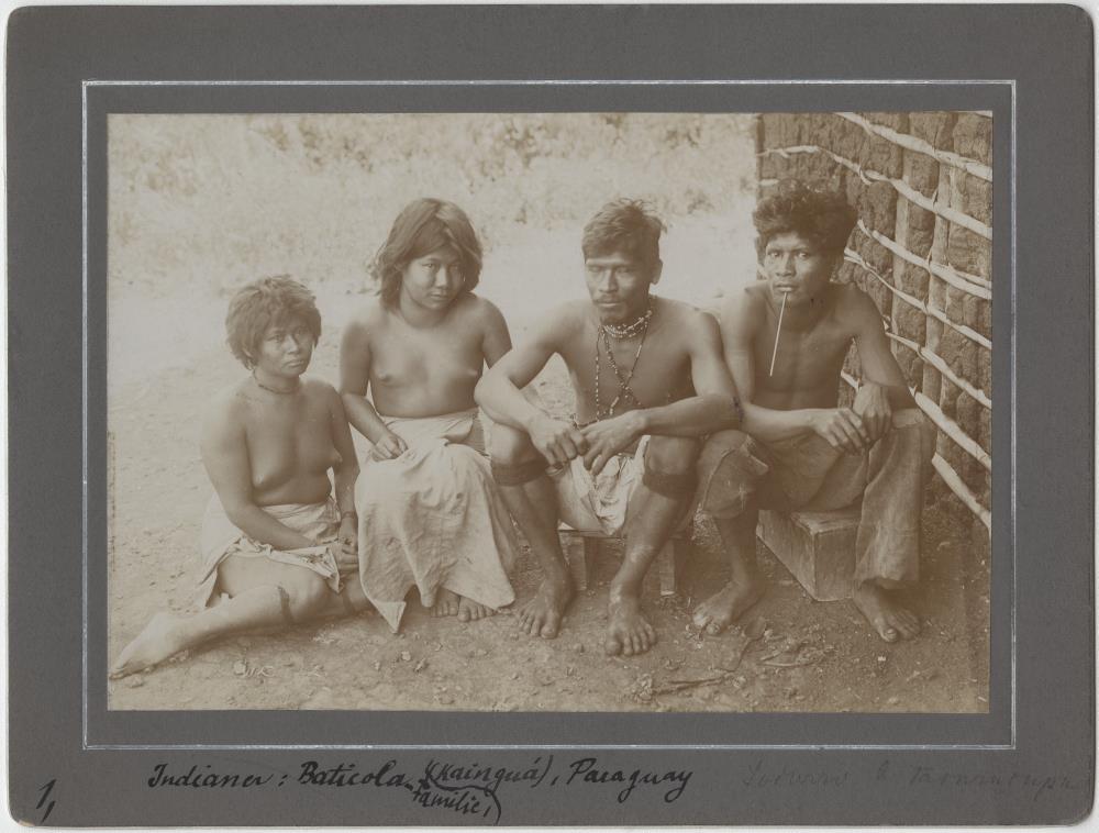 Mbyá-Familie (Baticola)