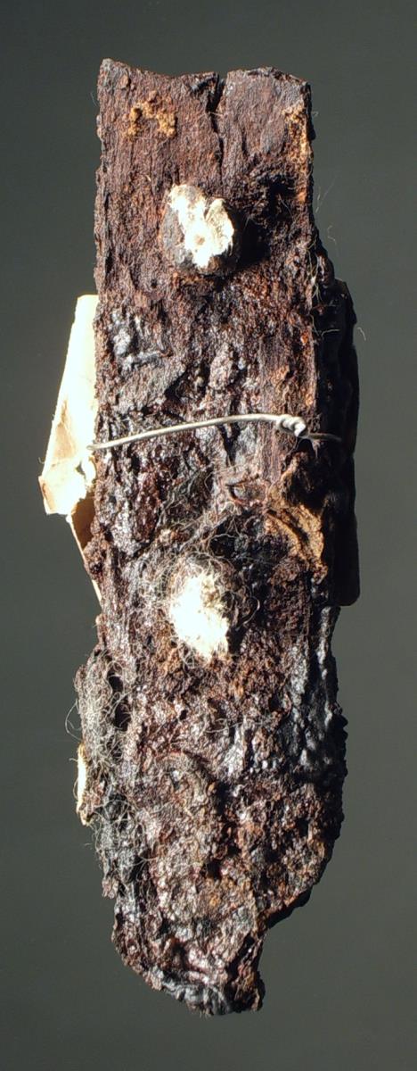 Messergriff mit Rest des hölzernen, mit je zwei Nieten befestigten Griffbeschlags