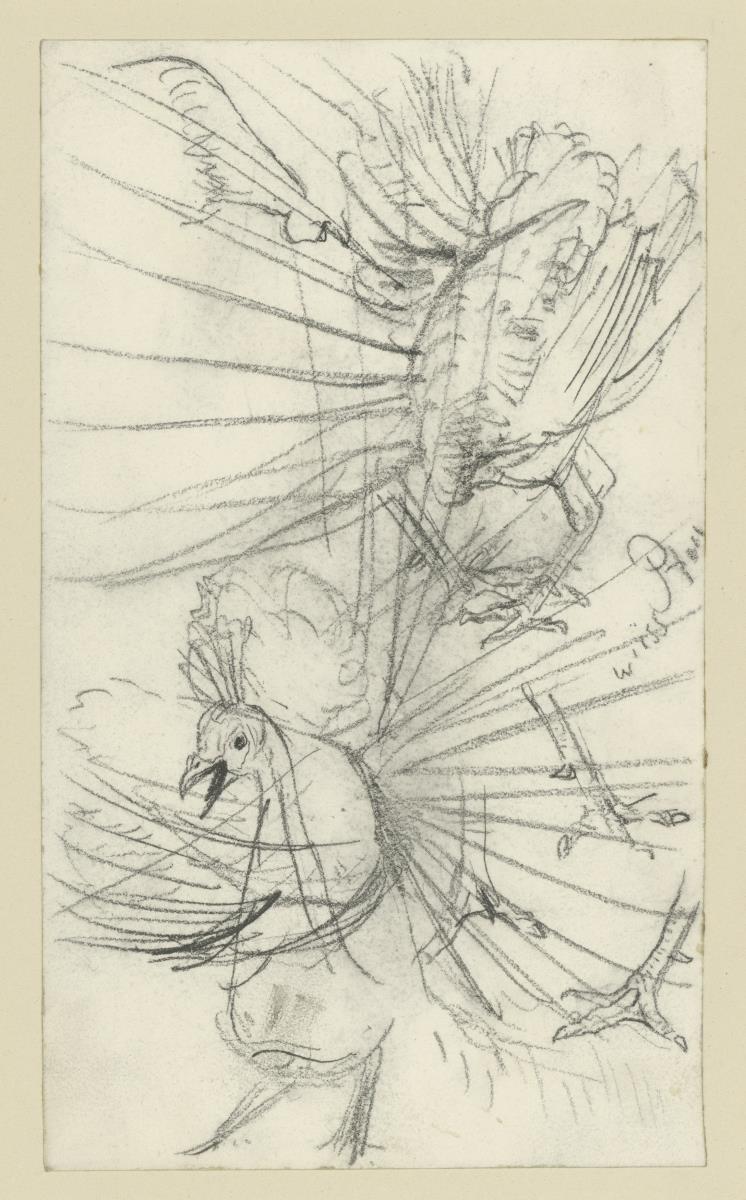 Rad schlagender Pfau