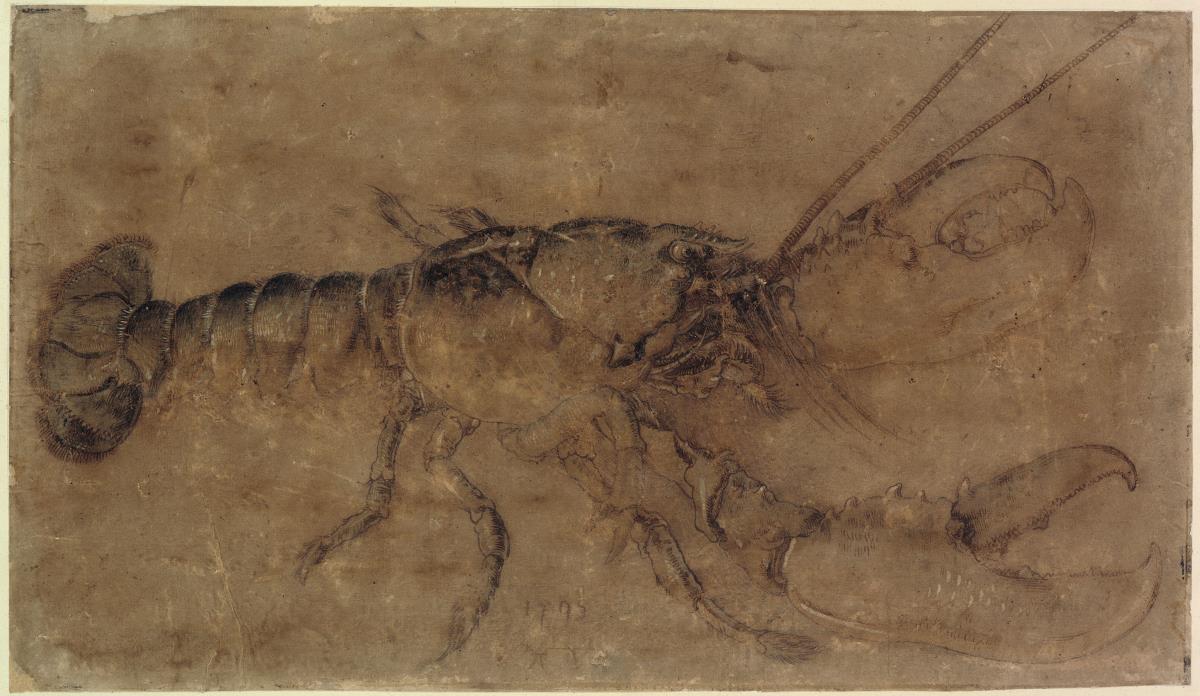 Ein Hummer mit ungewöhnlich großen Scheren, nach rechts (Araguste?)