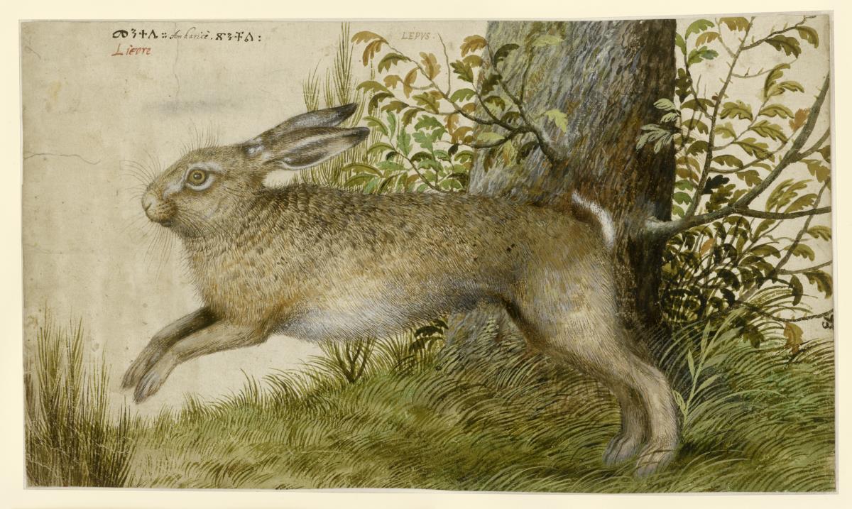 Hase