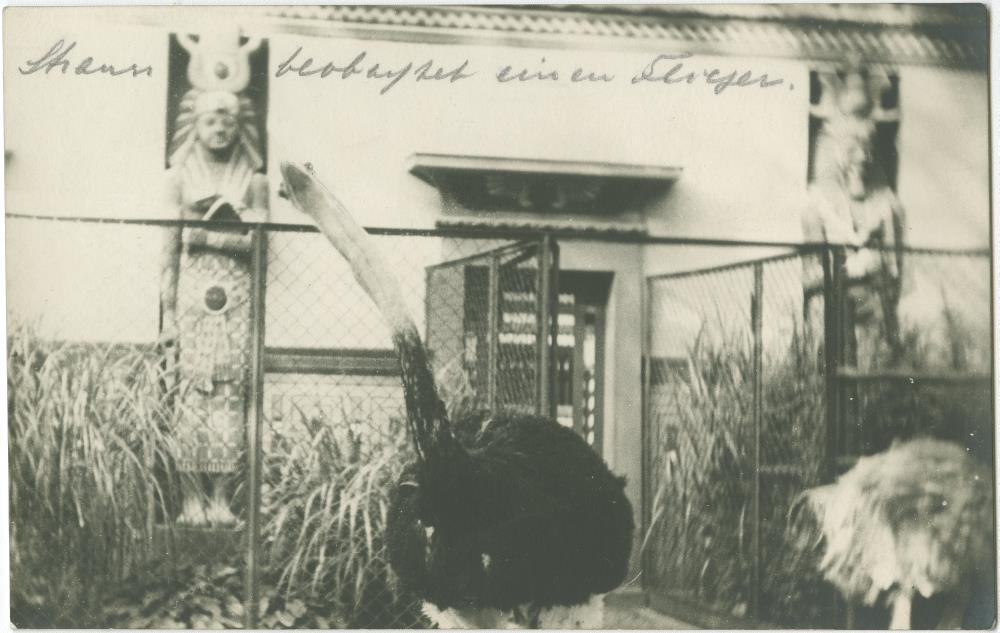Strauss