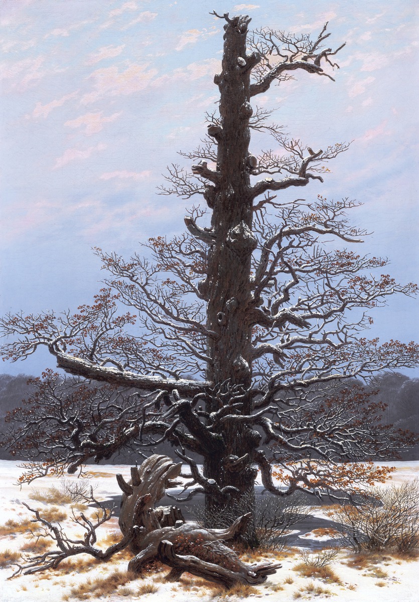 Eichbaum im Schnee