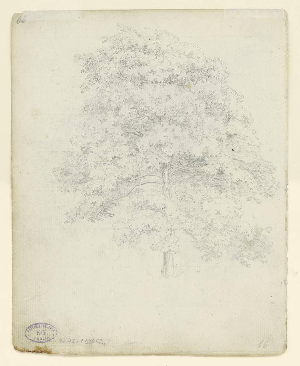 Baumstudie