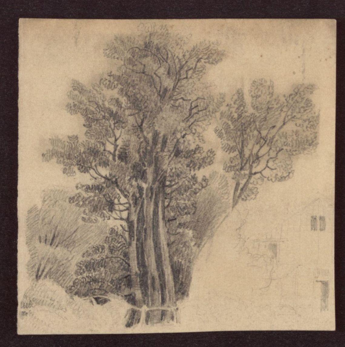 Baumstudie