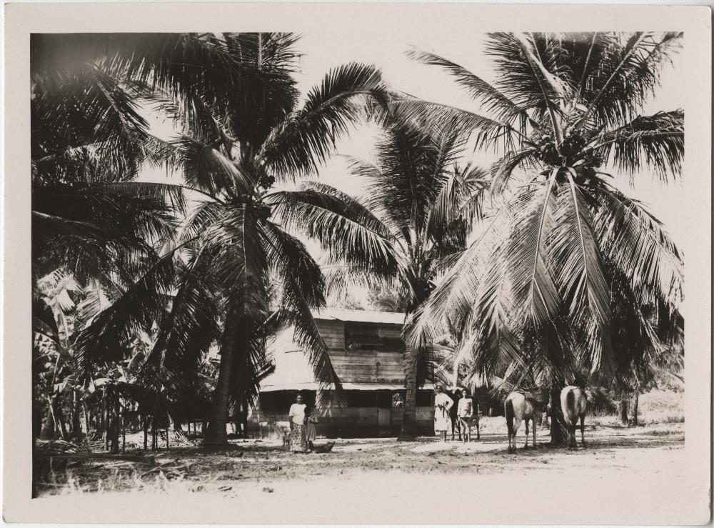 Fazenda (Film: "Urwelt im Urwald")
