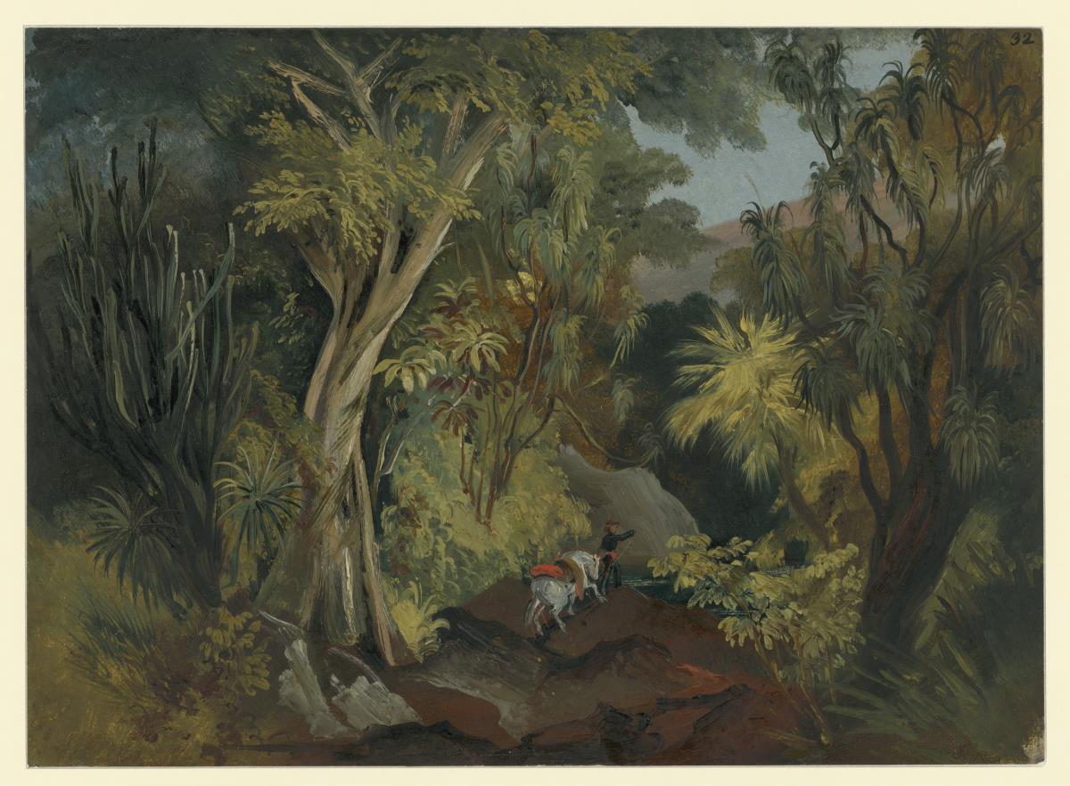 Vegetation in der Schlucht von Tuzamapa