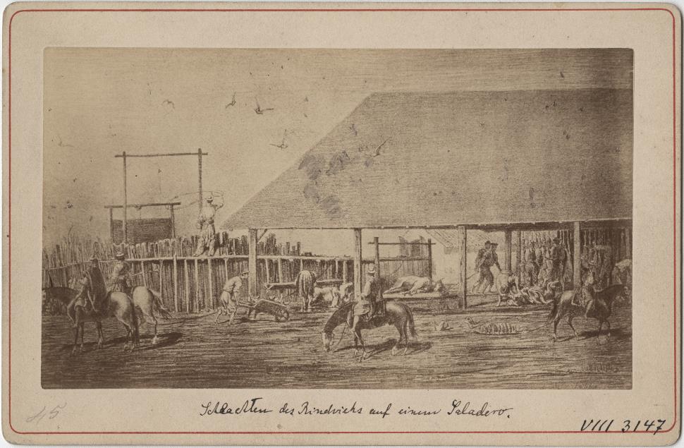 Schlachten des Rindviehs auf einem Saladero
