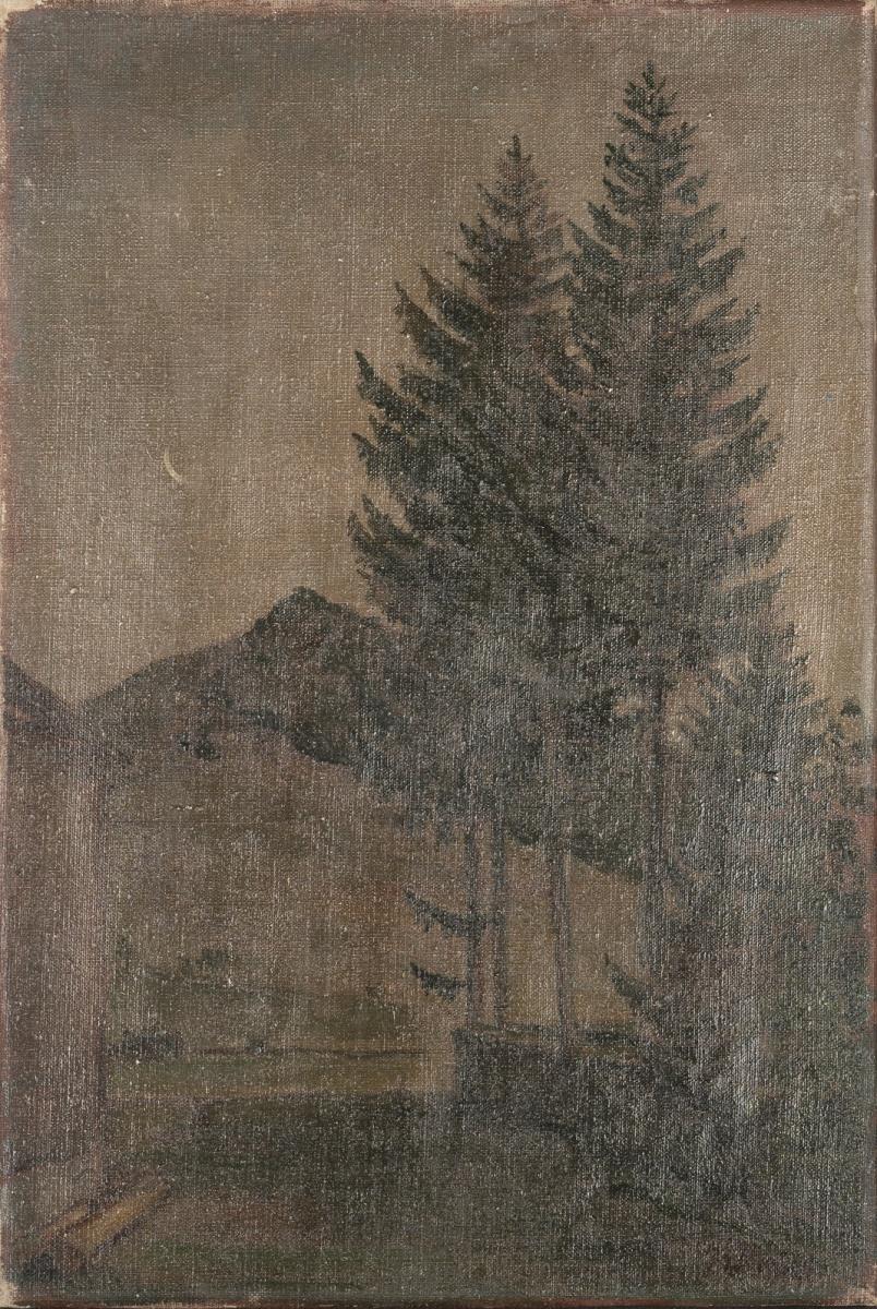 Föhren in den Bergen
