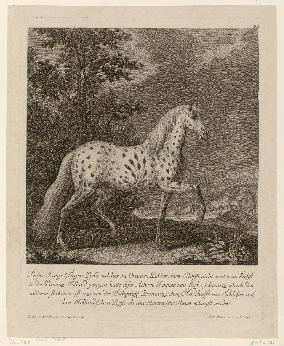 Dises junge Tyger-Pferd welches zu Oranien-Polder einem Dorsse nicht weit von Delfft in der Provinz Holland gezogen hatte dises Aehren Poquet von Farbe schwartz gleich den anderen Flecken u. ist 1743 von der Hochgräffl. Promnitzischen Hershafft aus Schlesien auf ihrer Holländischen Reise als eine Raritet sehr Theuer erkaufft worden.