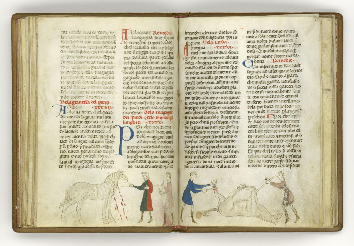 Giordano Rosso, Libro delle Mariscalcie dei cavalli. Pferd, das am Hals beidseitig zur Ader gelassen wird