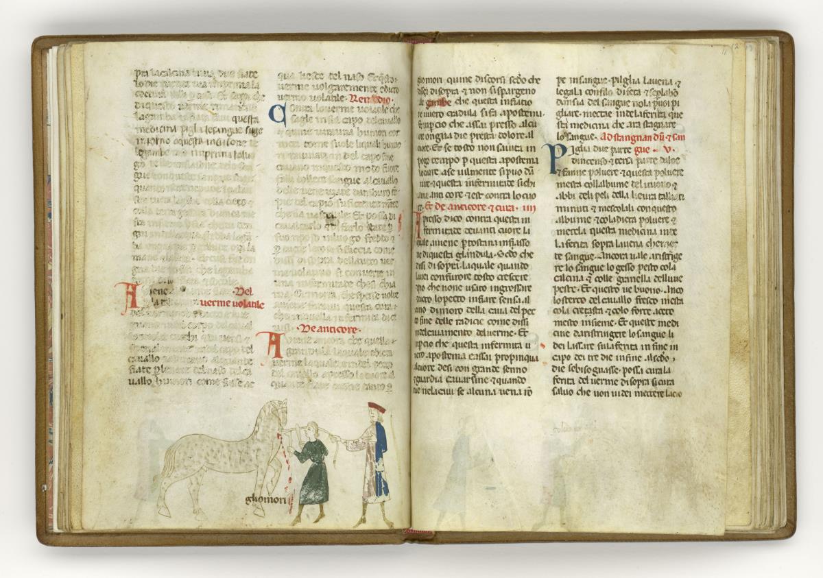 Giordano Rosso, Libro delle Mariscalcie dei cavalli. Aderlass eines Pferdes am Hals "gliomori"