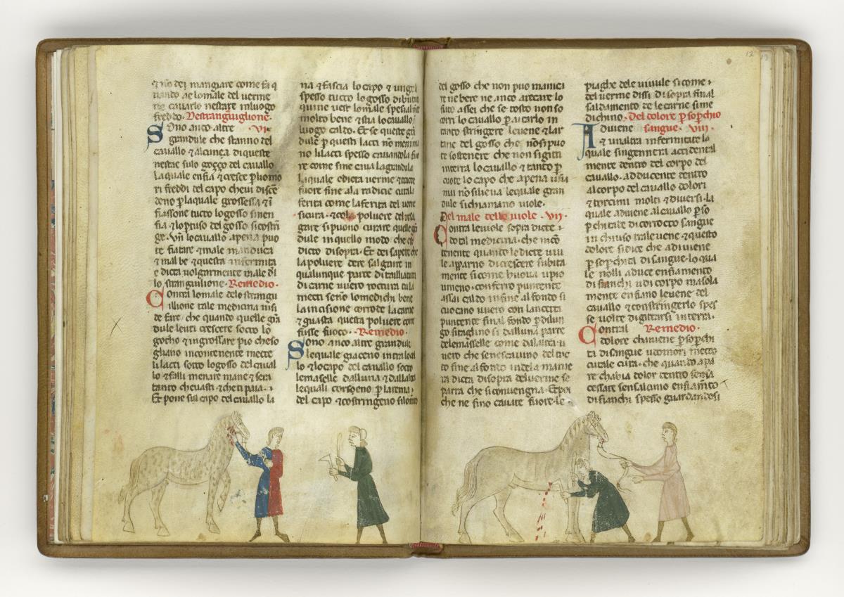 Giordano Rosso, Libro delle Mariscalcie dei cavalli. Aderlass eines Pferdes am Hals