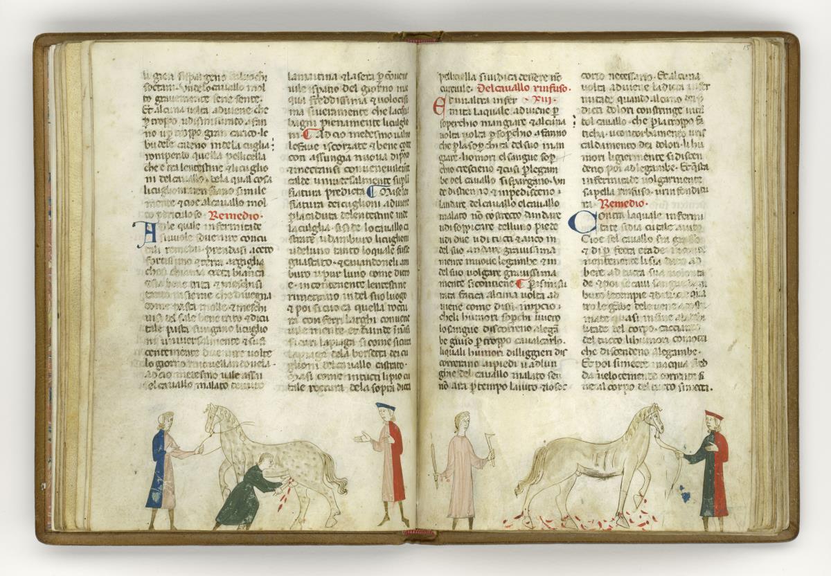 Giordano Rosso, Libro delle Mariscalcie dei cavalli. Kastration eines Hengstes