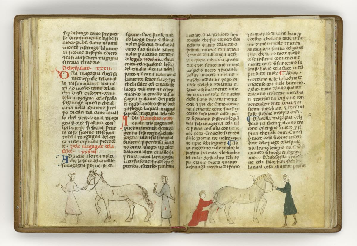 Giordano Rosso, Libro delle Mariscalcie dei cavalli. Pferd, das am Hinterschenkel zur Ader gelassen ist
