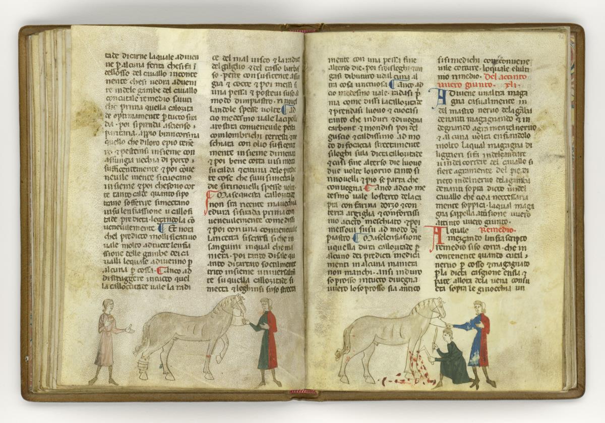 Giordano Rosso, Libro delle Mariscalcie dei cavalli. Aderlass an den Vorderbeinen